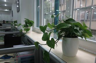 办公室绿植
